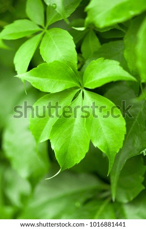 Spring leaves with shallow focus behind it