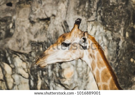 cute giraffe in safari with rock wall