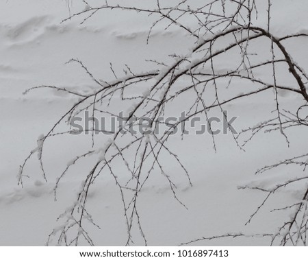 Snowfall in the city. Trees and branches covered in snow. Cloudy weather in Moscow. February in Central Russia.