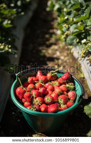 Strawberry fruits in the morning light. Strawberry farm in Thailand. Strawberry fruit hanging from the tree.