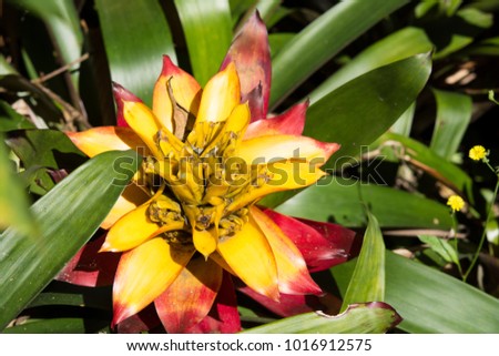 Closeup pineapple flowers, Macro images
