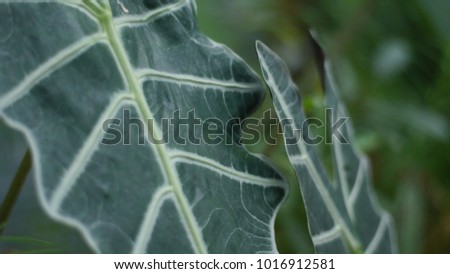 Beautiful Anthurium crystallinum leaf high res image