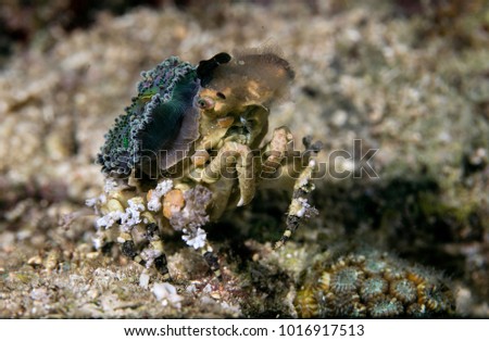 Corallimorph Decorator Crab (Cyclocoeloma tuberculata) at the night time. Bohol, Philippines
