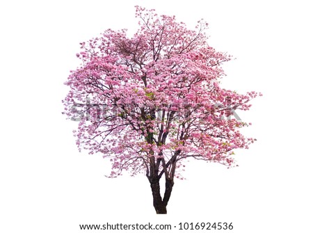 Isolated Pink trumpet tree on white background. Royalty-Free Stock Photo #1016924536