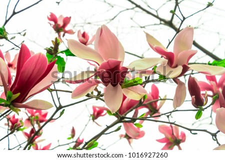 Pink magnolia flowers full bloom beautifully.