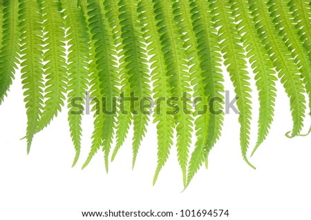Fern leaves on a white background climber