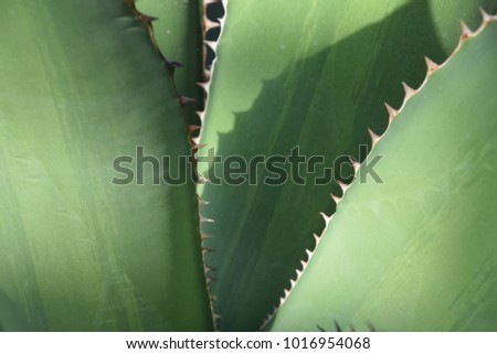 Succulent plants cactus