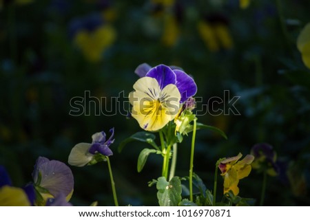Beautiful pancy flower in the garden