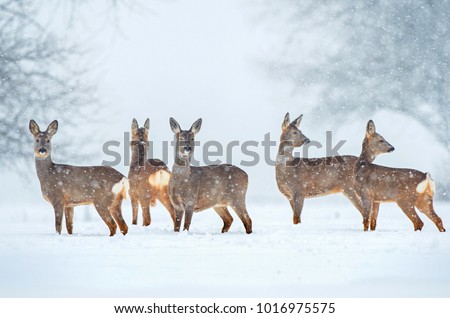 Wild roe deer herd in a snowfall