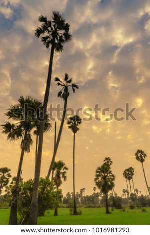 scenic of palm tree in rice field with twilight sky background