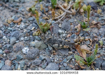 The Grasshopper sits on gray small stones. Royalty-Free Stock Photo #1016984458