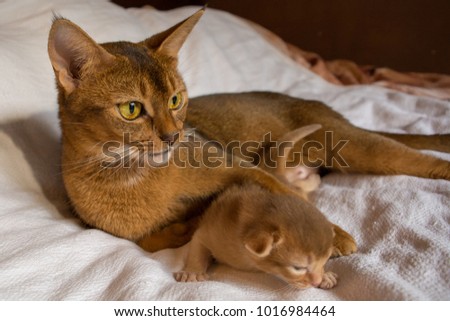 The cat and kitten of the Abyssinian breed lie on a white blanket. Royalty-Free Stock Photo #1016984464