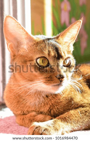 Abyssinian beautiful cat close-up. Royalty-Free Stock Photo #1016984470