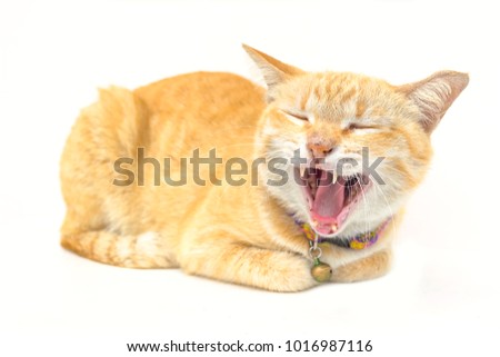 Orange cat smiling or laughing on white background