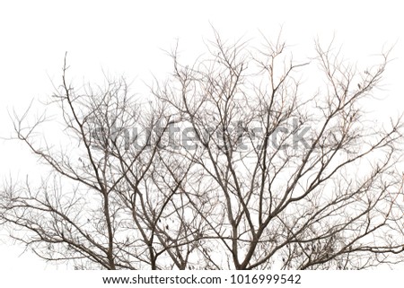 Isolated trees on white background,Used with natural articles both on print and website.