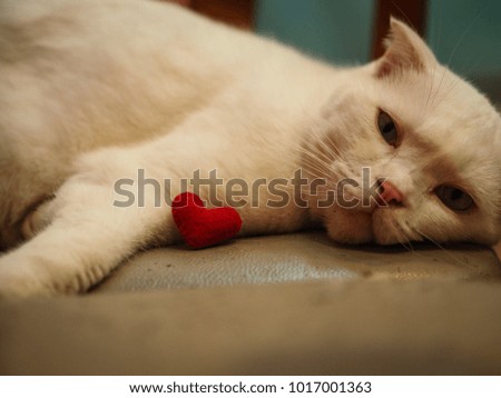 Cute cat, red heart, for beautiful love.