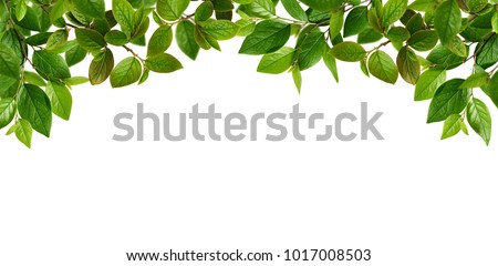 Green spring leaves for top border isolated on white background