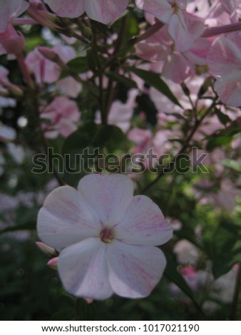 macro photo with a decorative background texture of delicate petals of white flowers from herbaceous Phlox for landscape design as a source for advertising, prints, decor, posters