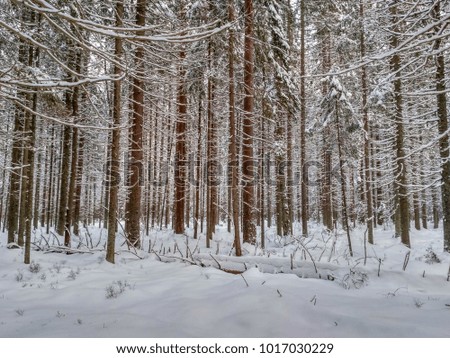 Winter forest with snow on trees