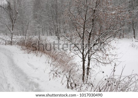 Winter landscape with a pond, Sokolniki park in Moscow, Russia