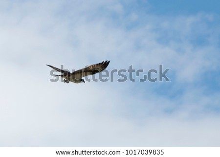 An Osprey, in flight, has a fish in its talon at Theler Communinty Center in Belfair, WA, USA.