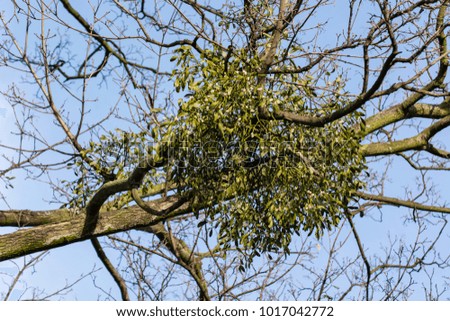 Mistletoe green on a tree.