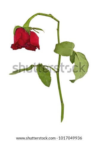 Withered roses isolated on white background with clipping path photo focus stacking.Concept bad Valentine's day.