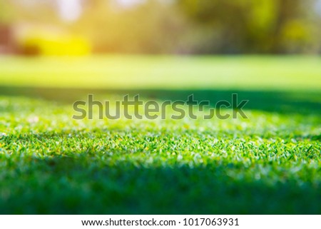 green grass background - texture