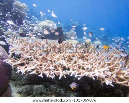Staghorn coral on a beautiful coral reef near Bunaken, Indonesia
