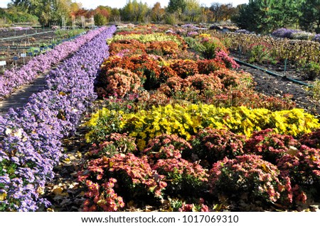 colorful autumn chrysanthemums and asters flowerbed