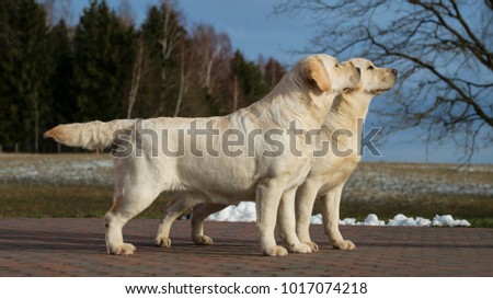 Labrador dogs couple