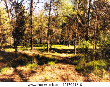View inside of the forest on the trees. Coniferous forest. Trees grow in the middle of the forest