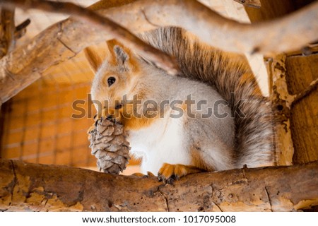 squirrel gnaws nuts