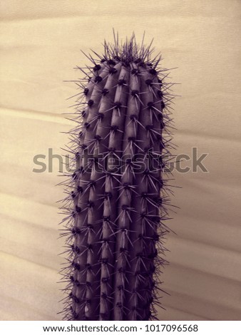 Cactus. Creative style. Colorful plant and background. Purple cacti.