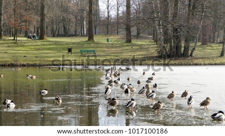 Lot of ducks swimming in water, A wild mallard duck is walking on frozen ice water of a lake in the winter Lodz Poland