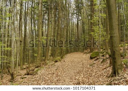 Wood, Hiking, Wander, Odenwald, Wanderwege, Buchenwald