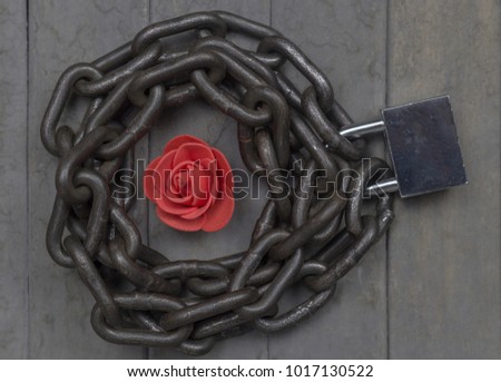 Chained and locked red rose on the wooden background. Studio top view shot