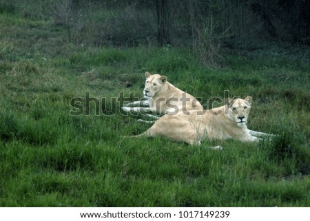Wildlife white lions