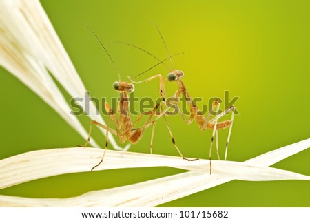 praying mantis with nice background - mantis religiosa