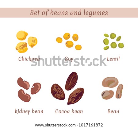 Set of beans and legumes. Chickpeas, soybeans, lentils, kidney beans, cocoa beans, beans isolated on white background. Vector flat illustration. Royalty-Free Stock Photo #1017161872