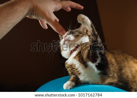 Playful cat attacking female hand. Dangerous game with angry ginger domestic cat.