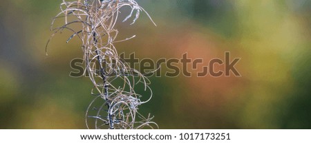 AUTUMN - Dry wild plant on the edge of a forest