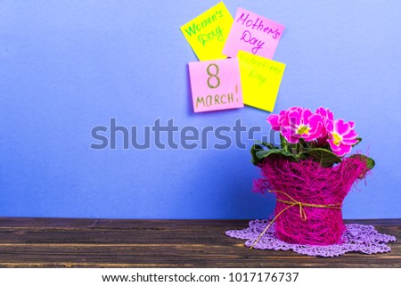 Cards for the Valentine's Day, International Women's Day, March 8, Mother's Day. Pink beautiful primrose in pot as gift. Studio Photo