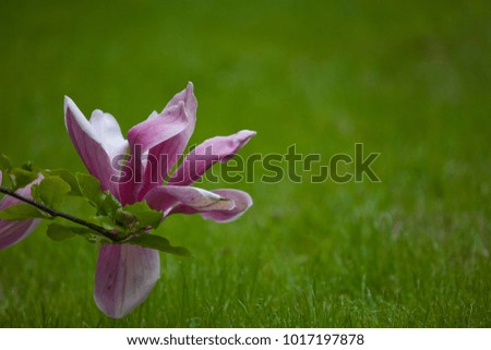 beautiful spring delicate magnolia blossom on tree branches
