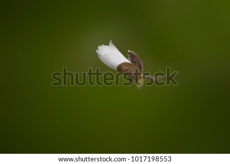 flower spirng magnolias