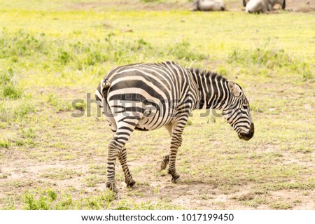 Zebra with cut tail having difficulty chasing flies and mosquitoes in Amboseli Park in Kenya