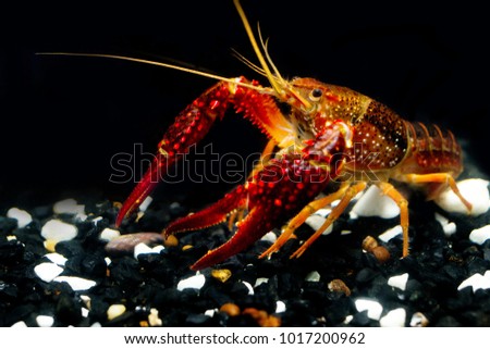 The Crayfish procambarus clarkii; ghost show power in the fishtank and black background.It's very strong procambarus in the water.