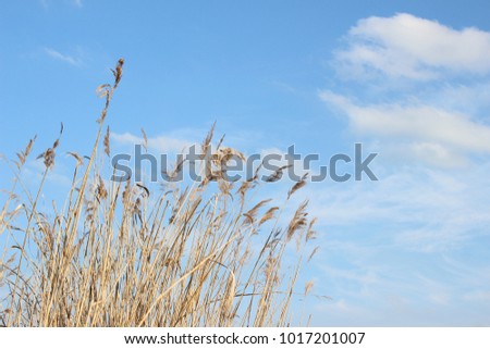 Blue sky and coulds with grass.
