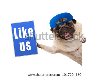frolic pug puppy dog holding up blue like us sign, hanging sideways from white banner, isolated