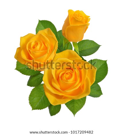 Composition with yellow roses. Isolated on white background.